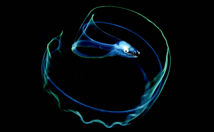 Créatures marines étranges