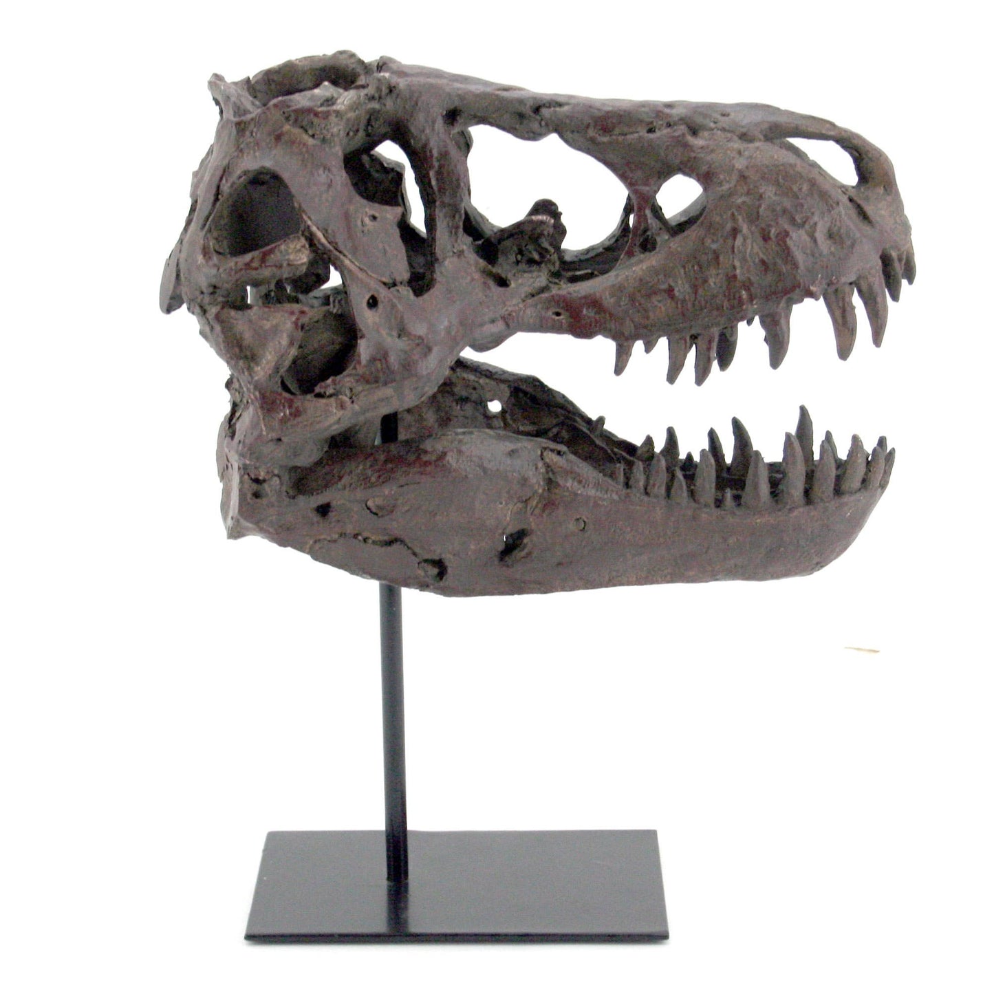Crâne fossile moyen de dinosaure Tyrannosaurus Rex faux
