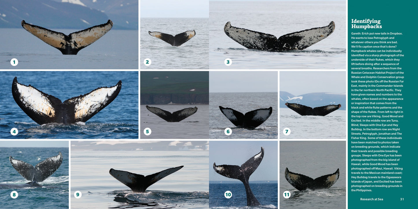 Encyclopedia of Whales-Dolphins-Porpoises