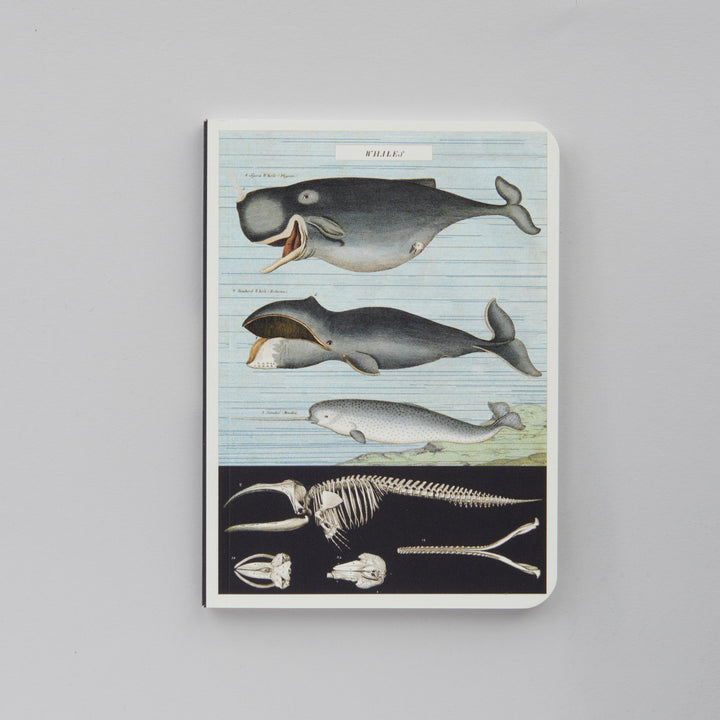 Sea Life - 3 Mini Carnets