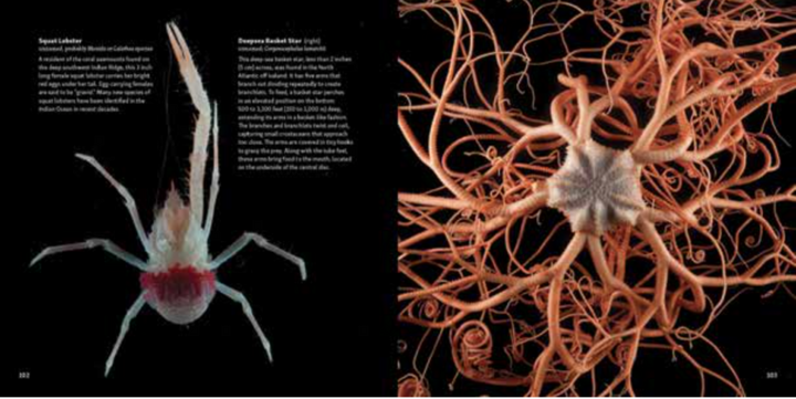 Strange Sea Creatures