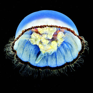 Créatures marines étranges