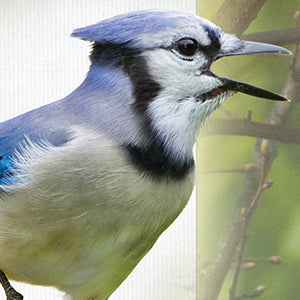 Little Book of Backyard Bird Songs