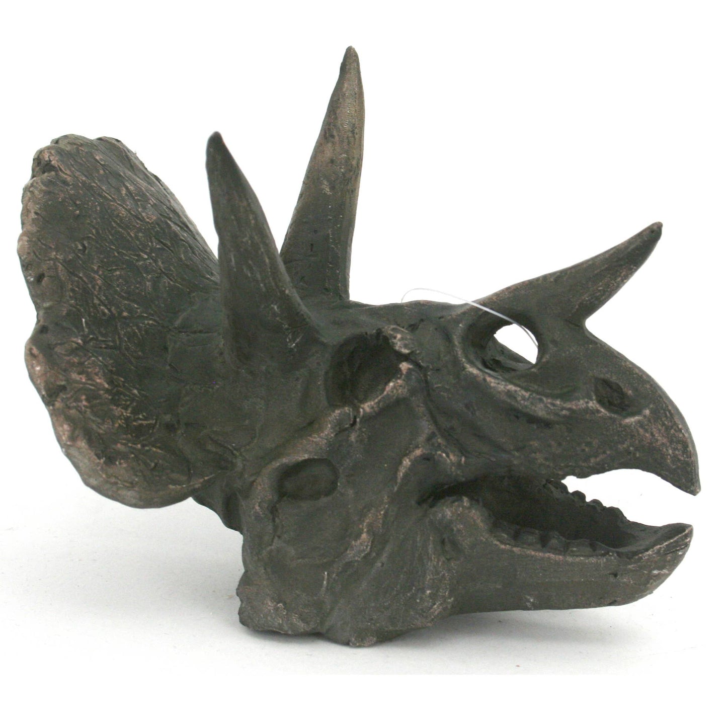 Crâne fossile de mini dinosaure Faux Triceratops
