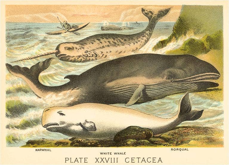 Magnet, Varieties of Whales - Vintage Image