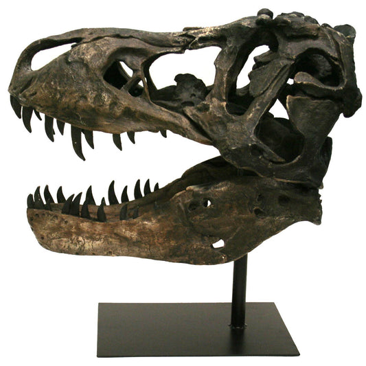 Faux Tyrannosaurus Rex Fossil Skull Large