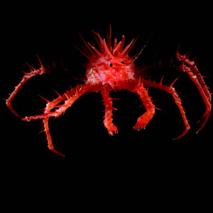 Créatures marines étranges
