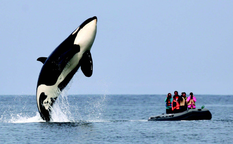 Orca, la baleine appelée tueur