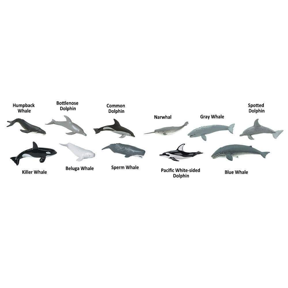 Toob baleines et dauphins