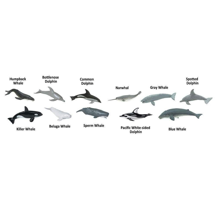 Toob baleines et dauphins